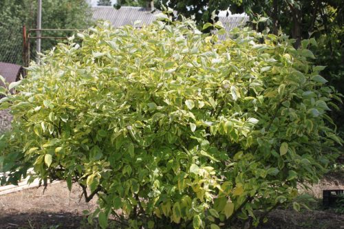 Cornus alba 'Gouchaultii' – Sárgatarka som