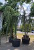 Cedrus atlantica 'Glauca pendula' - Kék atlasz csüngő cédrus