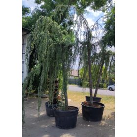   Cedrus atlantica 'Glauca pendula' - Kék atlasz csüngő cédrus