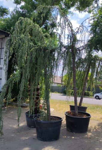 Cedrus atlantica 'Glauca pendula' - Kék atlasz csüngő cédrus