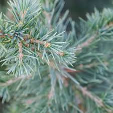 Cedrus atlantica 'Glauca pendula' - Kék atlasz csüngő cédrus