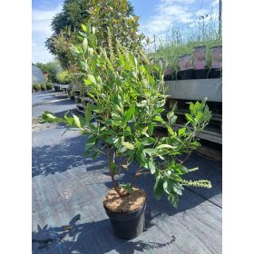   Clethra alnifolia 'Hummingbird' – Fehér virágú borscserje