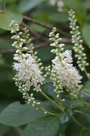 Clethra alnifolia 'Hummingbird' – Fehér virágú borscserje