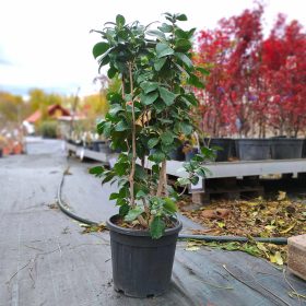 Camellia Japonica - Japán kamélia