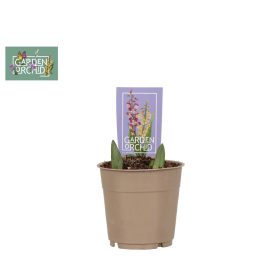 Calanthe - télálló kerti orchidea (2-3tő)