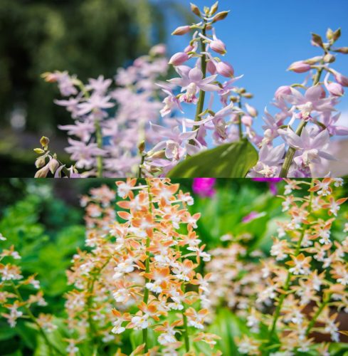 Calanthe - télálló kerti orchidea (2-3tő)