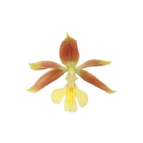 Calanthe - télálló kerti orchidea (2-3tő)