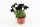 Calibrachoa 'Black Ice' - Petúnia