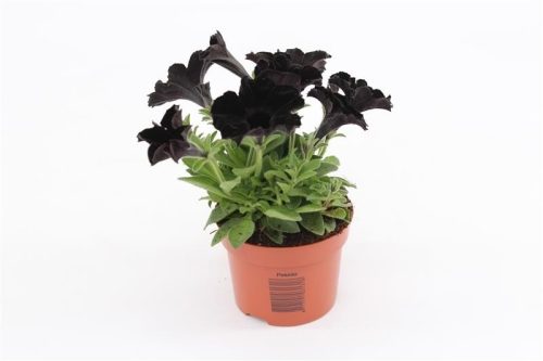 Calibrachoa 'Black Ice' - Petúnia