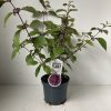 Callicarpa bodinieri profusion - Kínai lilabogyó