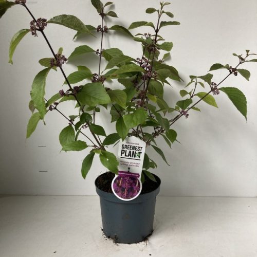 Callicarpa bodinieri profusion - Kínai lilabogyó