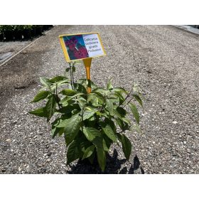 Callicarpa bodinieri profusion - Kínai lilabogyó