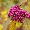 Callicarpa bodinieri profusion - Kínai lilabogyó