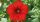Calibrachoa Famous Red - Petúnia