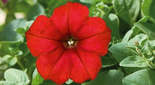 Calibrachoa Famous Red - Petúnia