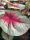 Caladium - Cáldium
