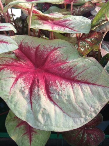 Caladium - Cáldium