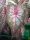 Caladium - Cáldium