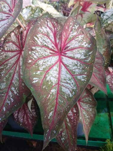 Caladium - Cáldium