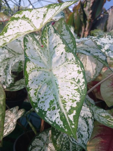 Caladium - Cáldium