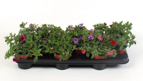 Calibrachoa mix - Petúnia