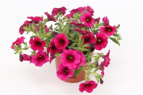 Calibrachoa Minifamous Purple - Petúnia