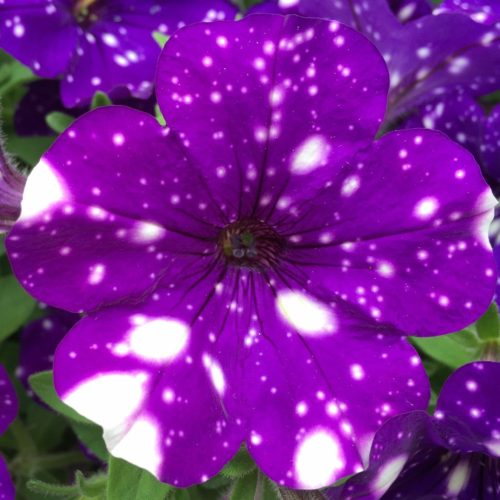 Calibrachoa 'Night sky' - Petúnia