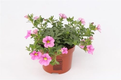 Calibrachoa pink - Petúnia