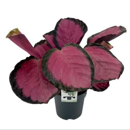 Calathea roseopicta 'Crimson' - Zebralevél