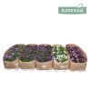 Campanula Addenda mix - Harangvirág
