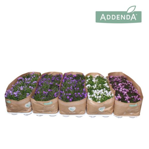 Campanula Addenda mix - Harangvirág