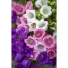 Campanula Addenda mix - Harangvirág