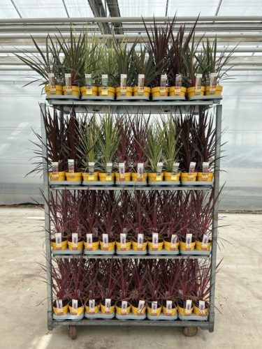 Cordyline Australis Mix - Déli Bunkóliliom