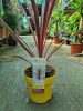 Cordyline Australis Mix - Déli Bunkóliliom