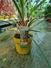 Cordyline Australis Mix - Déli Bunkóliliom