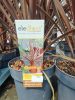Cordyline Australis Mix - Déli Bunkóliliom