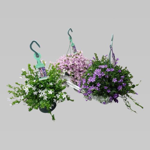 Campanula addenda mix - Harangvirág (akasztós)