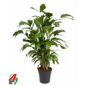 Caryota mitis - Halfarokpálma