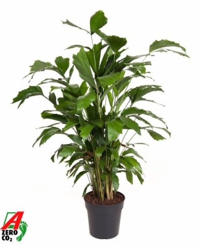 Caryota mitis - Halfarokpálma
