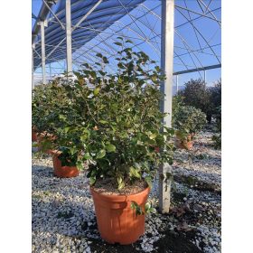 Camellia Japonica - Japán kamélia