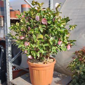 Camellia Japonica - Japán kamélia