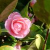 Camellia Japonica - Japán kamélia