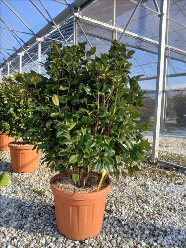 Camellia Japonica - Japán kamélia