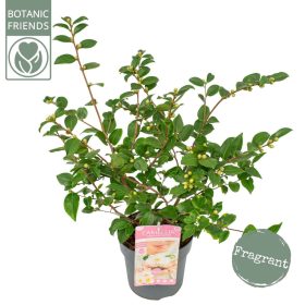   Camellia Japonica 'Winter perfume Pearl'- Japán kamélia