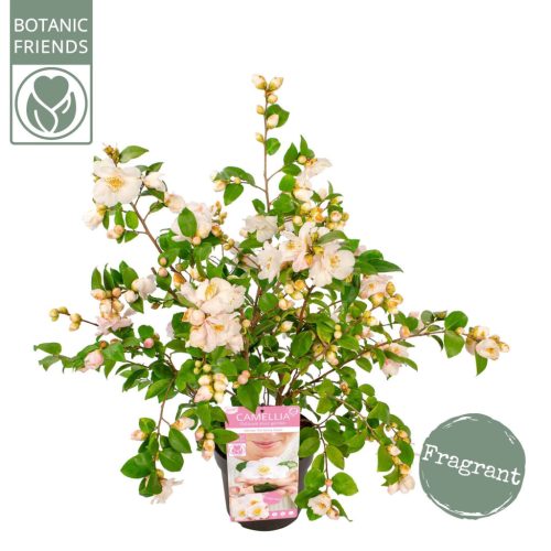 Camellia Japonica 'Winter perfume Pearl'- Japán kamélia