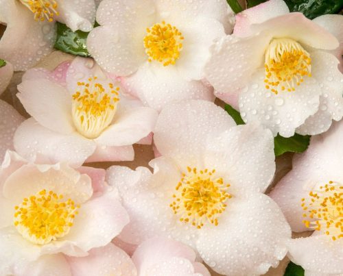 Camellia Japonica 'Winter perfume Pearl'- Japán kamélia
