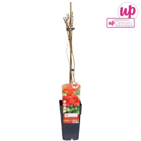 Campsis radicans - Trombitafolyondár