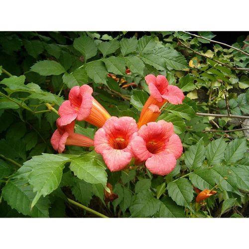 Campsis radicans - Trombitafolyondár