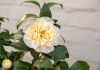 Camellia williamsii 'Jury'- Kamélia