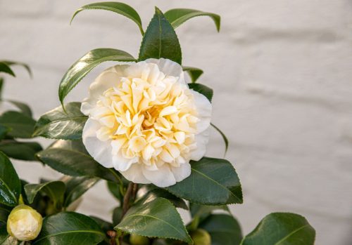 Camellia williamsii 'Jury'- Kamélia